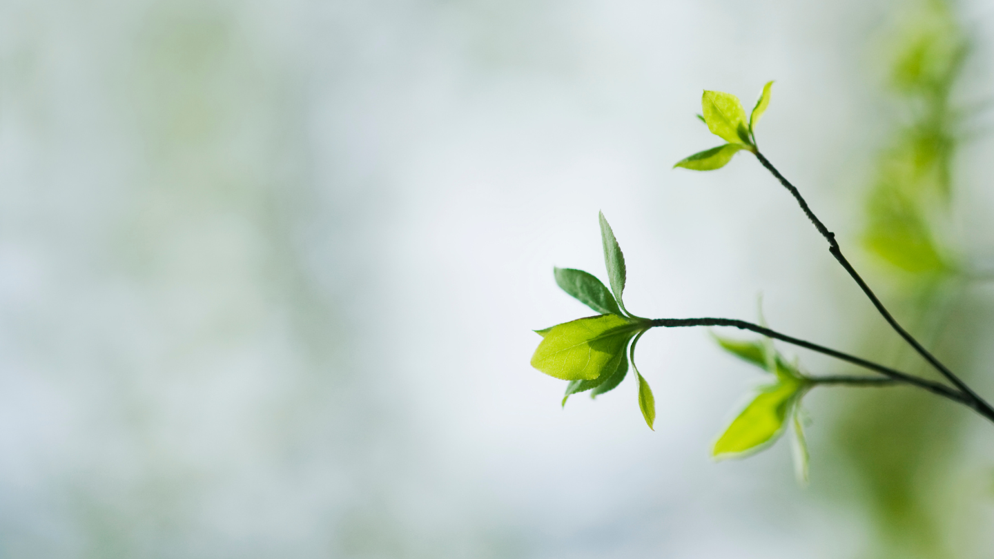 vihreä oksa