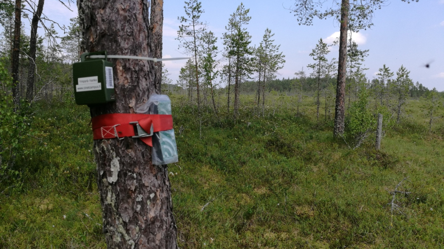 Eräässä tämän hankkeen pilotissa selvitetään automaattisen äänitunnistamisen käyttöä petolintujen uusien pesien etsimisessä. Tässä äänitallentimia pilottikohteen maastossa.