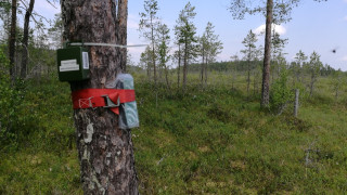 Eräässä tämän hankkeen pilotissa selvitetään automaattisen äänitunnistamisen käyttöä petolintujen uusien pesien etsimisessä. Tässä äänitallentimia pilottikohteen maastossa.